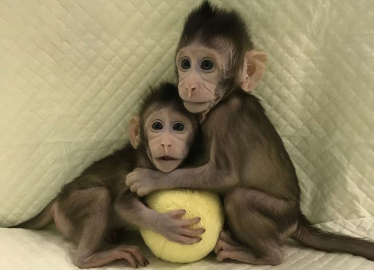 Китайски учени клонираха макаци. Ватиканът притеснен за бъдещето на човечеството