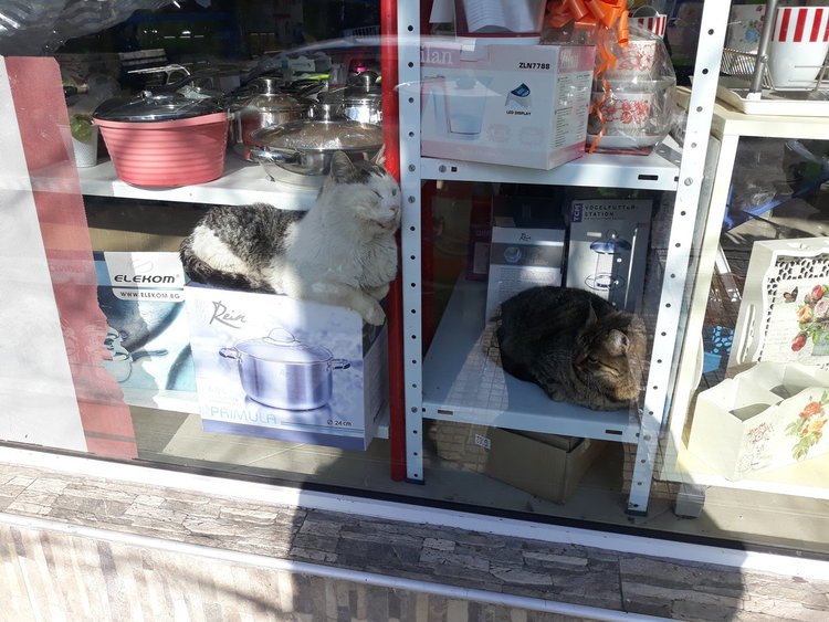 Студено, дори бездомните котки в Кърджали потърсиха убежище 