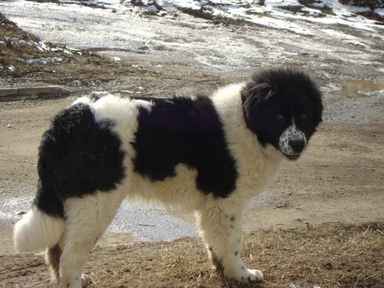 Златоградчанин намерил застреляно овчарското си куче