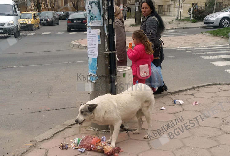 Нова практика в Кърджали, ”чистници” си изхвърлят торбичките с боклуци в кошчетата за смет