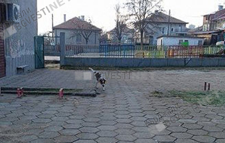 Бездомно куче пред входа на градината