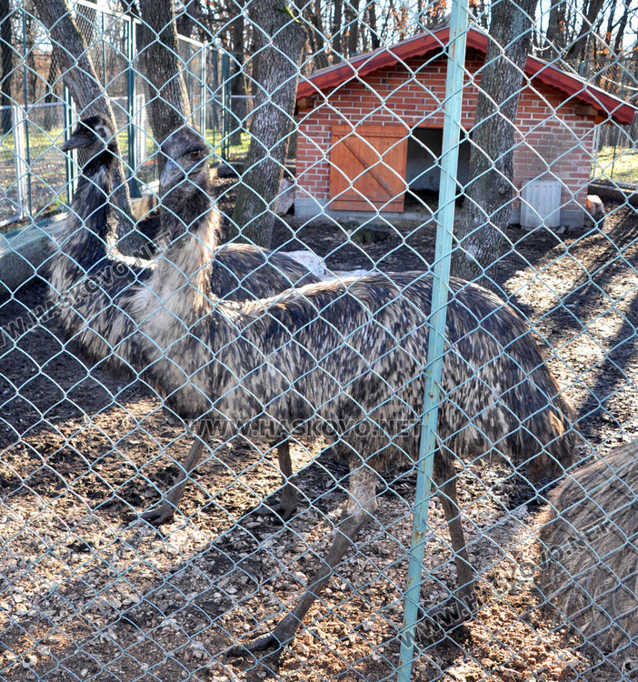 БАБХ и РИОСВ проверяват Зоопарка след сигнал на хасковлийка