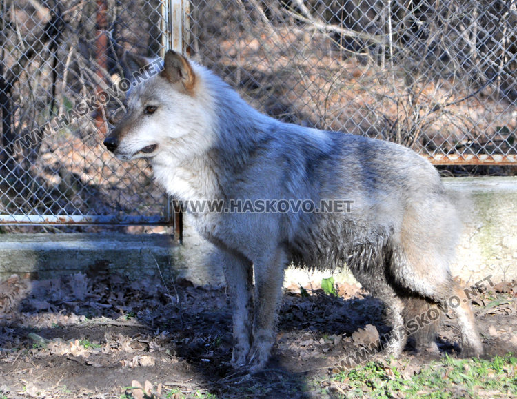 БАБХ и РИОСВ проверяват Зоопарка след сигнал на хасковлийка