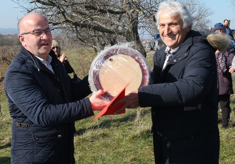 Зарязаха лозята в Стамболово, тънковци най-добри винари