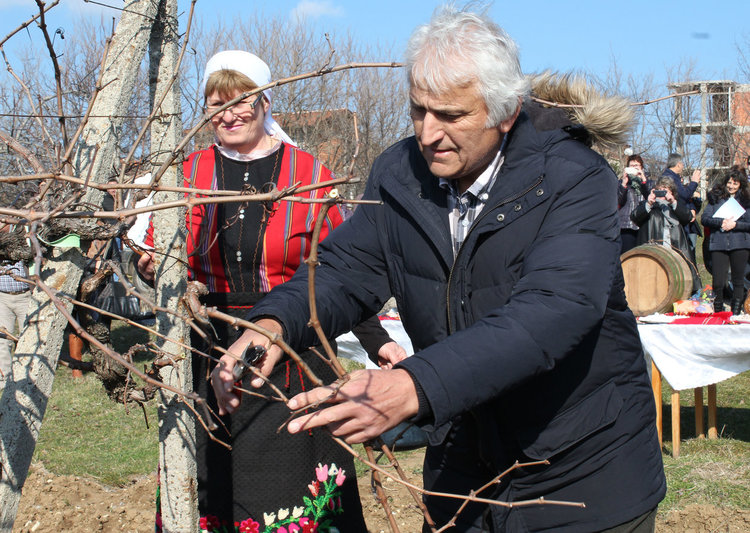 Зарязаха лозята в Стамболово, тънковци най-добри винари
