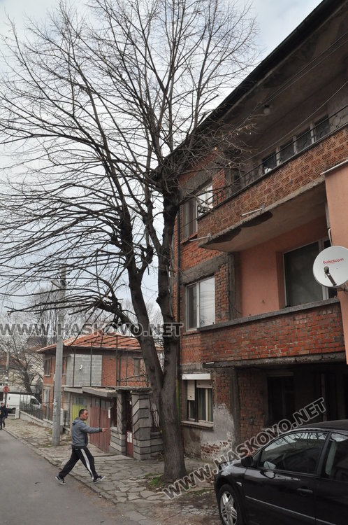 Дърво руши къща, хасковлия чака половин година да го отсекат