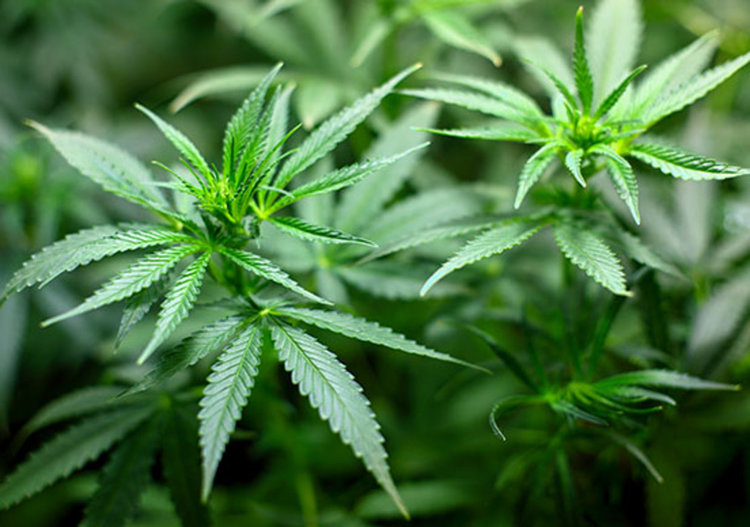 Намериха марихуана в жилището на 26-годишен димитровградчанин