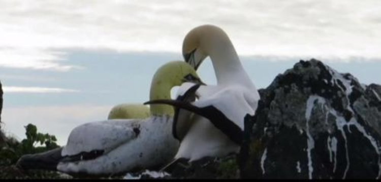 Почина най-самотната птица на света