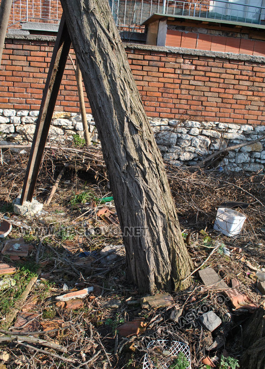 Държава и община безсилни пред опасно наклонено дърво в Хасково 