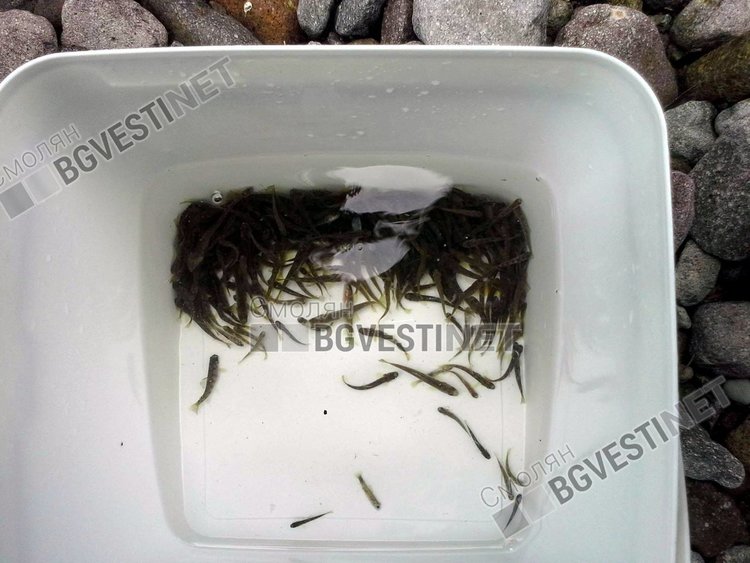 Рибари от Смолян с доброволна акция по зарибяване с пъстърва, призовават колеги за помощ