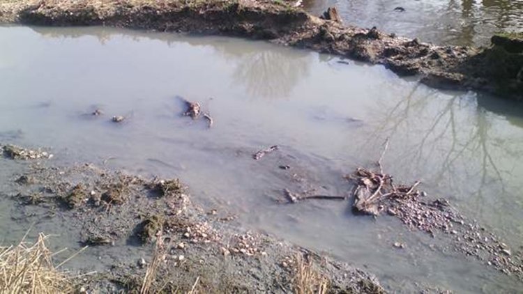 Мечка отново тече покрита с пяна