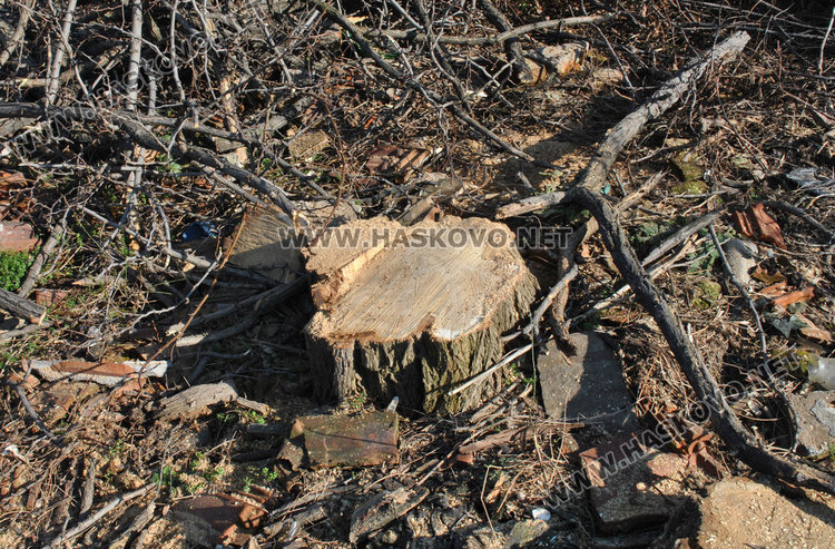 80 опасни дървета в Хасково чакат ред за сеч и кастрене
