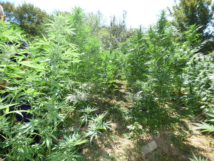 Плантацията край Крумовград