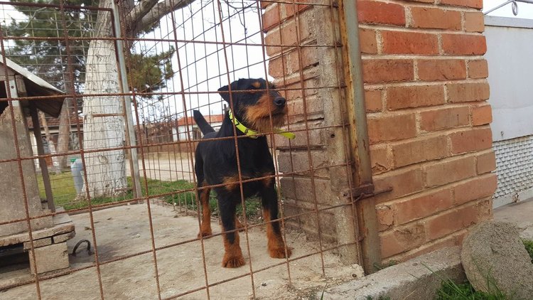 Издирва се изгубено ловно куче