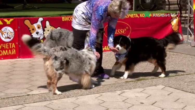 От общината напомнят на собствениците на кучета какви задължения имат