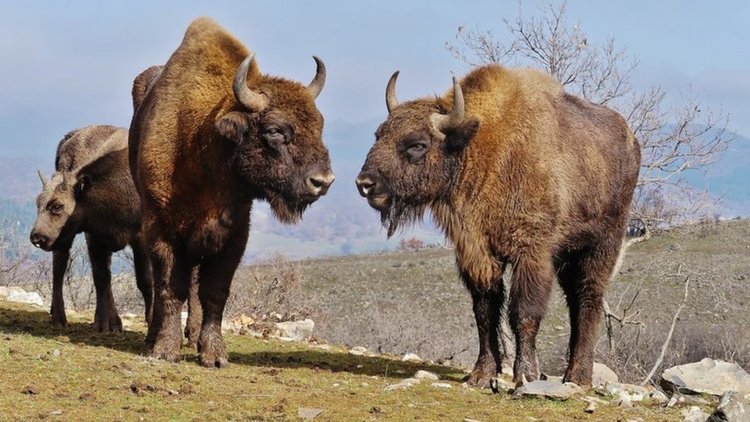 Любов искри сред зубрите ни в Кърджалийско по Свети Валентин, рогата са за украшение