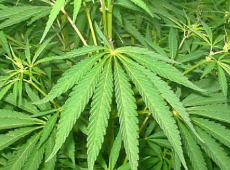 Спипаха 20-годишна димитровградчанка с канабис