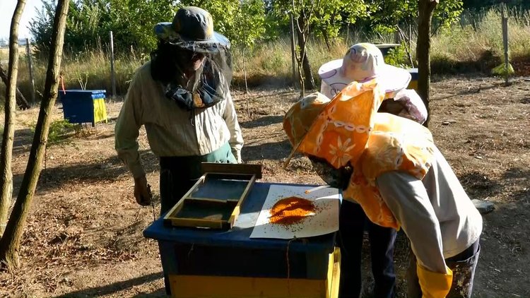 Пчелари спечелиха фотоконкурс