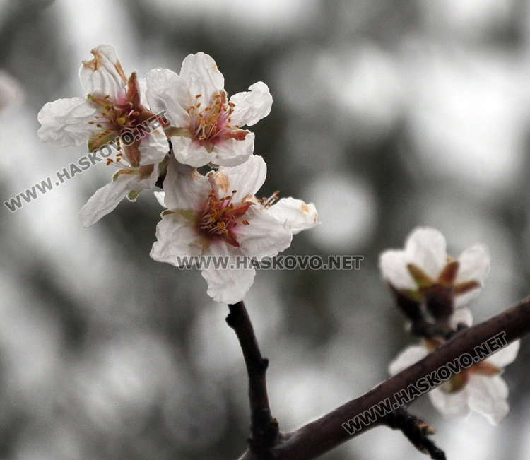 Бадемите в Хасково цъфнаха в средата на февруари 