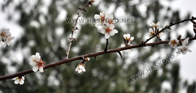 Бадемите в Хасково цъфнаха в средата на февруари 