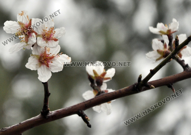 Бадемите в Хасково цъфнаха в средата на февруари 