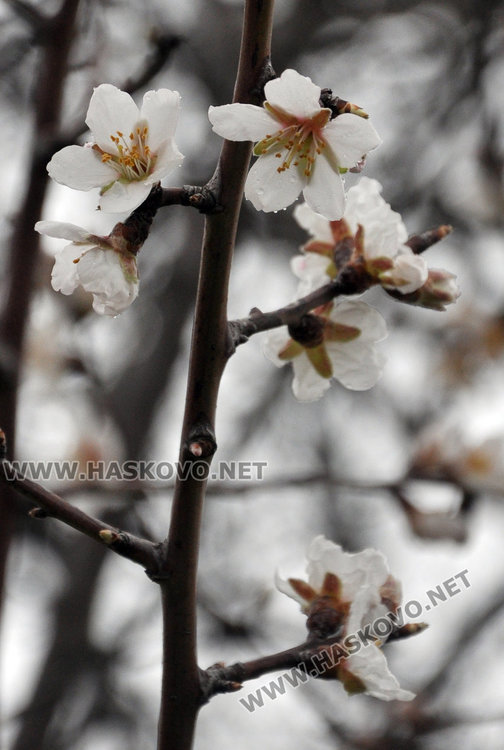Бадемите в Хасково цъфнаха в средата на февруари 