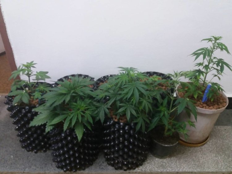 Случаят се разследва, мъжът е задържан за притежание и отглеждане на канабис, снимка:пресцентър ОД МВР Смолян