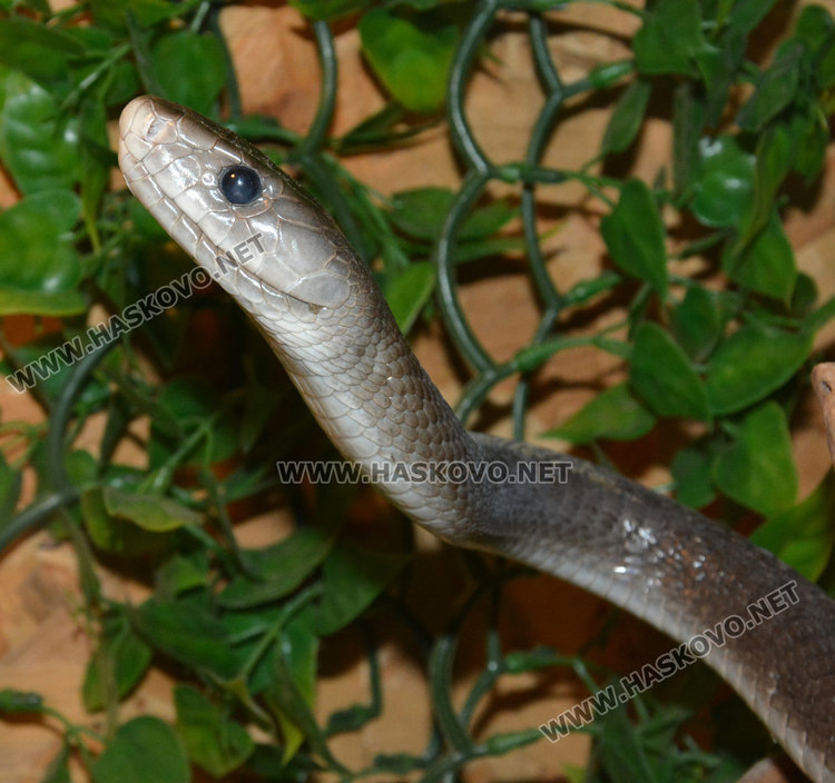 Показват в Хасково за първи път най-голямата отровна змия на Земята