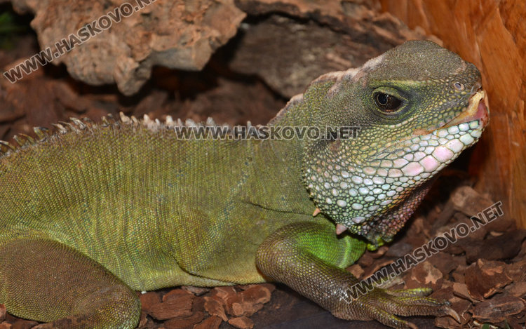 Показват в Хасково за първи път най-голямата отровна змия на Земята
