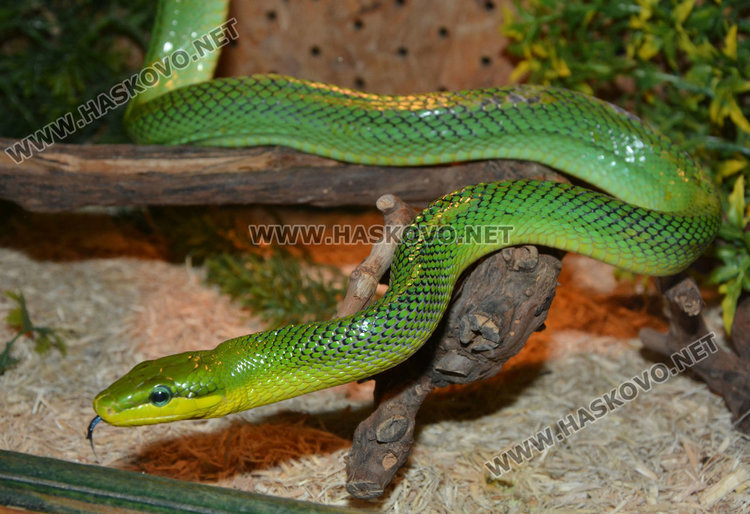изумруден смок, който не е отровен, но и не е твърде дружелюбен