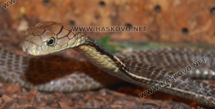 Кралска кобра 