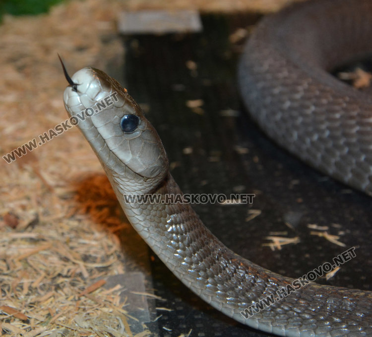 черна мамба