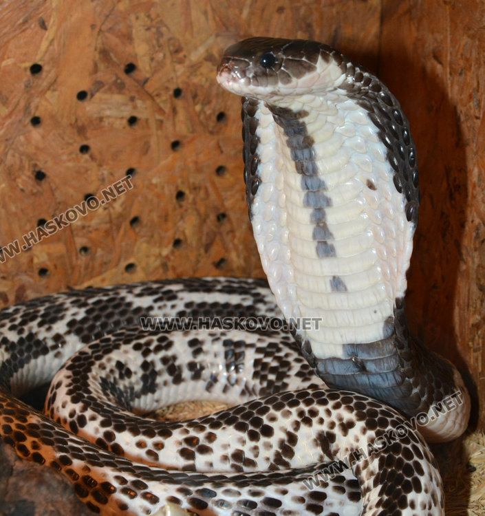 Африканска кобра