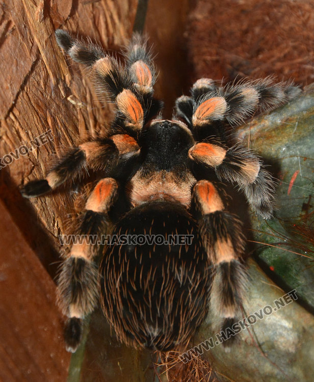 Показват в Хасково за първи път най-голямата отровна змия на Земята