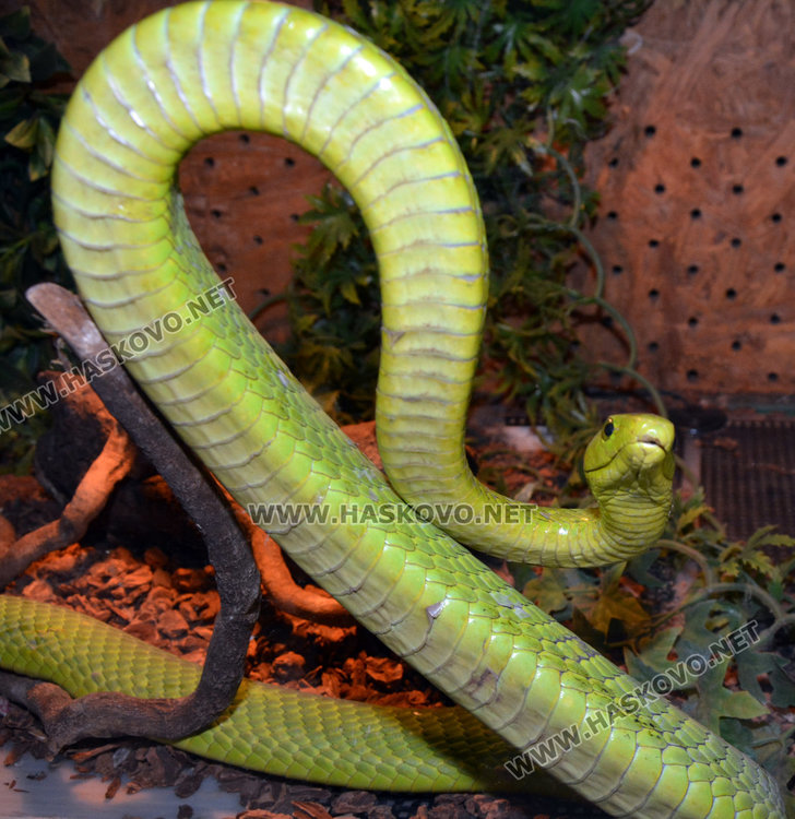 Показват в Хасково за първи път най-голямата отровна змия на Земята