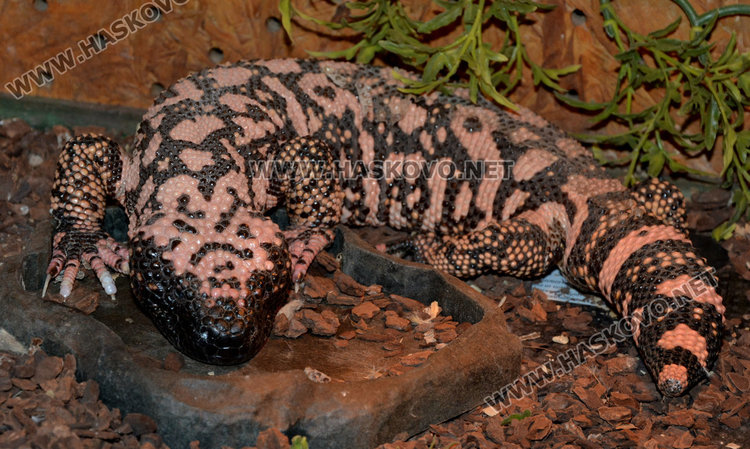 Показват в Хасково за първи път най-голямата отровна змия на Земята