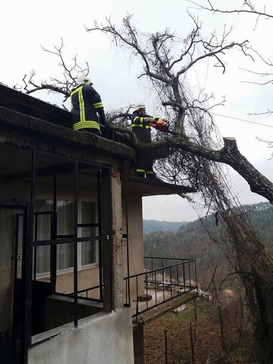 Вековно орехово дърво падна върху къща в Богатино