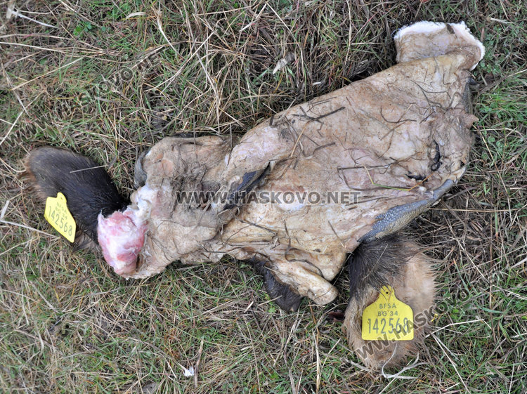 заради неотстранените ушни марки се предполага, че животните са крадени