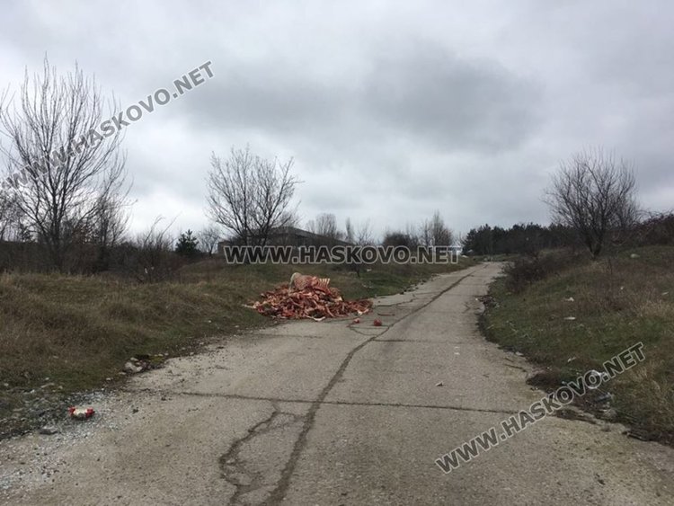 Животински кости покриха  поляна край Хасково