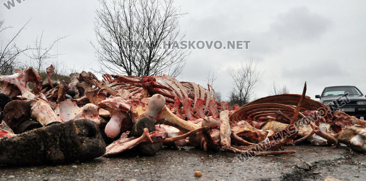 Животински кости покриха  поляна край Хасково