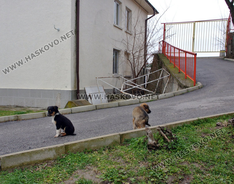 Ремонтираният стадион „Хасково” миниран с кучешки изпражнения и дупки