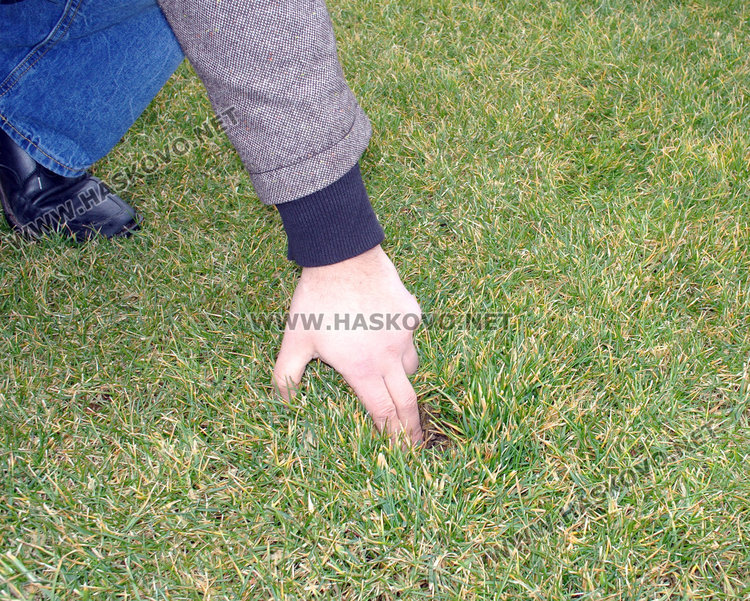 Ремонтираният стадион „Хасково” миниран с кучешки изпражнения и дупки