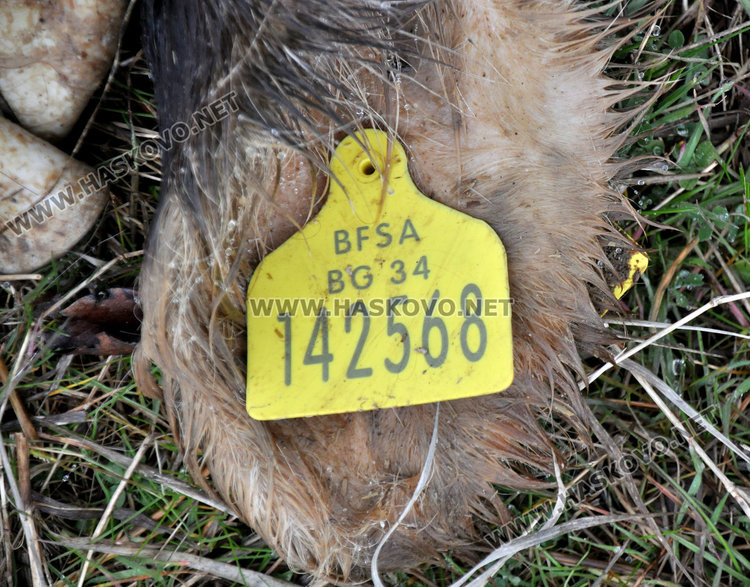 Костницата край Хасково от животни в Ямболско