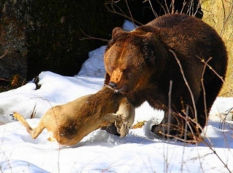 снимката е илюстративна, източник:БГлов