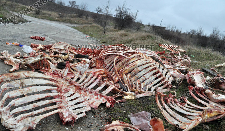 Костницата край Хасково от животни в Ямболско
