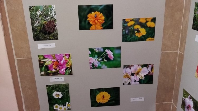 92-годишен пчелар оцени знанията на ученици за пчелите и меда