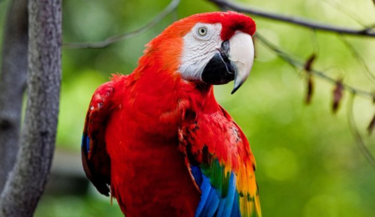 Заради студа отлагат изложбата на папагали в Димитровград