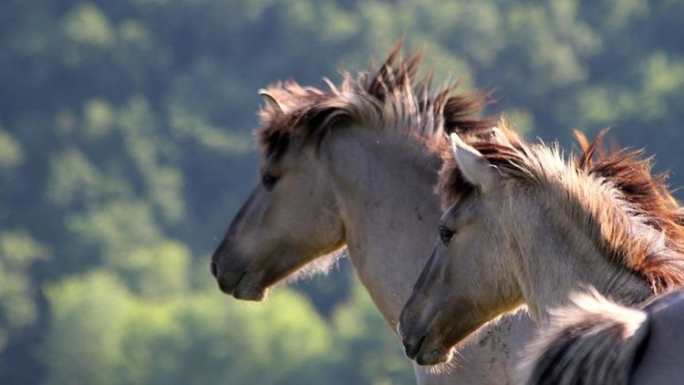 Коне в Родопите да получат статут на диви животни, предлагат експерти