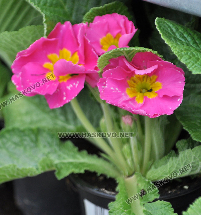 Осмомартенският пазар на цветя е в разгара си