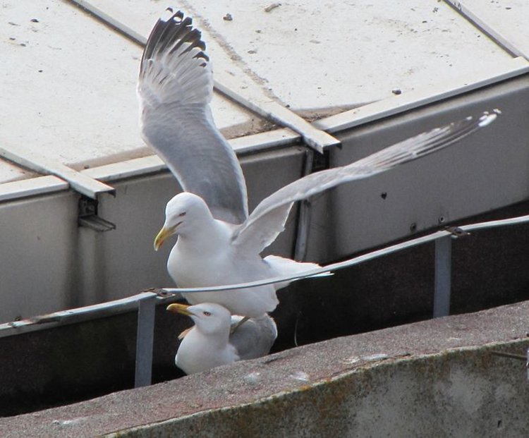 Гларусът Пешо със собствено предаване в ефира на Радио Кърджали